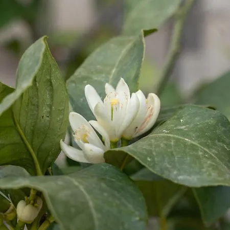 Pozzo Fiorito *